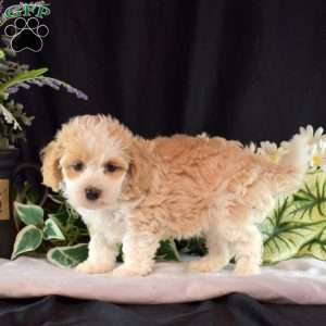 Honey, Maltipoo Puppy
