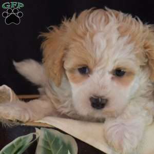 Honey, Maltipoo Puppy