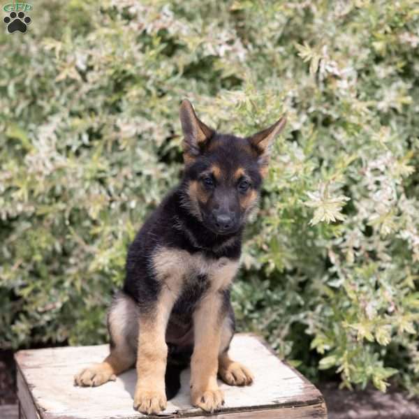 Hope, German Shepherd Puppy