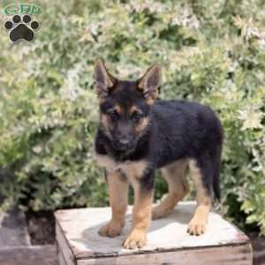 Hope, German Shepherd Puppy