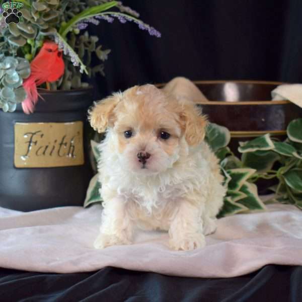 Hope, Maltipoo Puppy