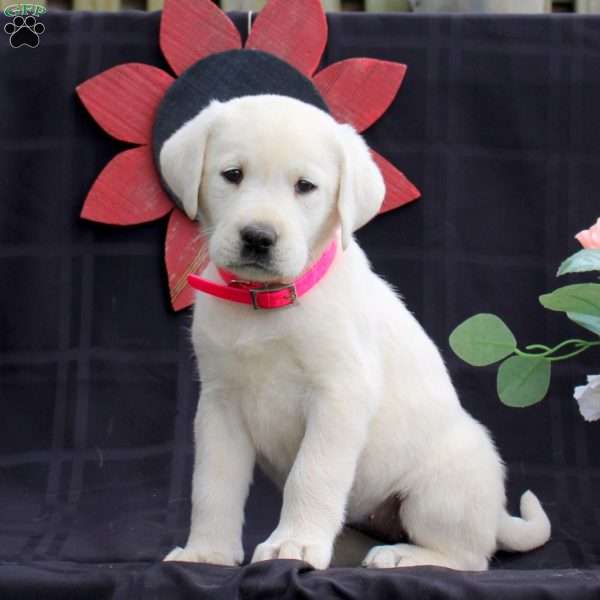 Hope, Yellow Labrador Retriever Puppy