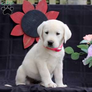 Hope, Yellow Labrador Retriever Puppy