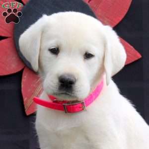 Hope, Yellow Labrador Retriever Puppy