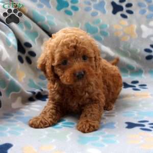 Hope, Cockapoo Puppy