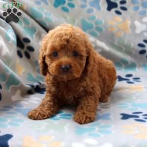 Hope, Cockapoo Puppy