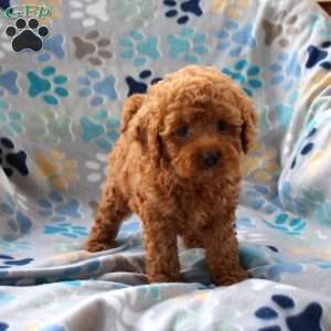 Hope, Cockapoo Puppy