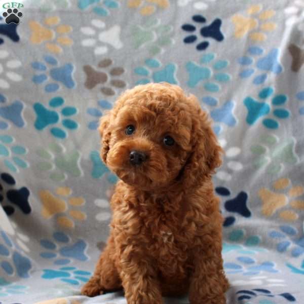 Hope, Cockapoo Puppy