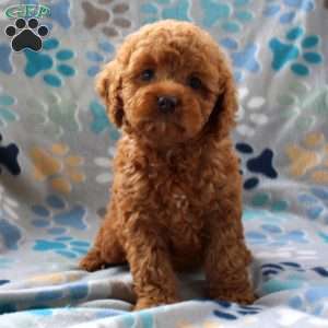 Hope, Cockapoo Puppy