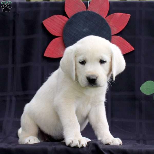Hosta, Yellow Labrador Retriever Puppy