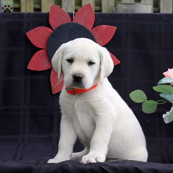 Hot Rod, Yellow Labrador Retriever Puppy