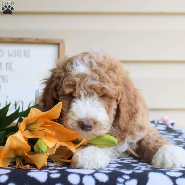 Hudson, Mini Goldendoodle Puppy