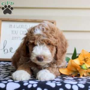 Hudson, Mini Goldendoodle Puppy