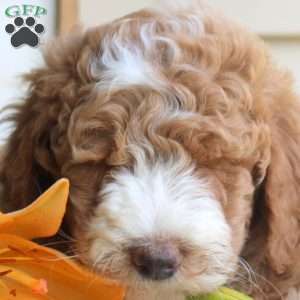 Hudson, Mini Goldendoodle Puppy