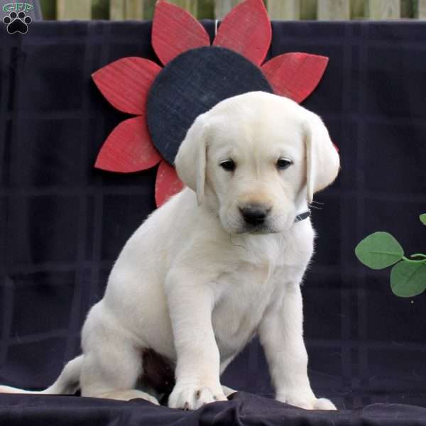 Hummer, Yellow Labrador Retriever Puppy