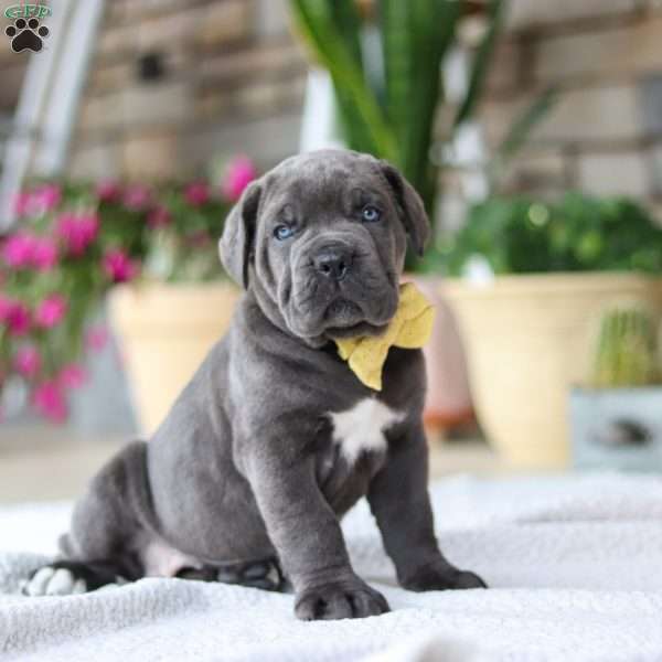Hunter, Cane Corso Puppy