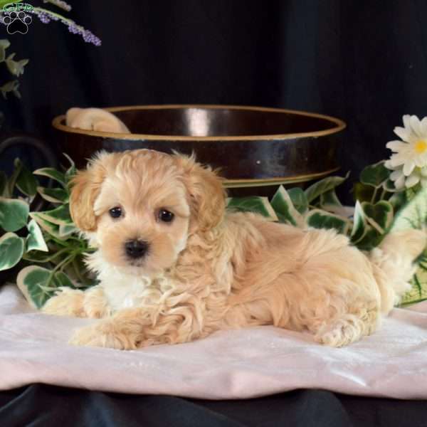 Hunter, Maltipoo Puppy