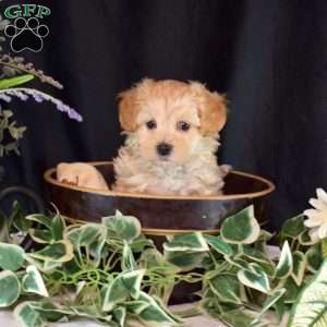 Hunter, Maltipoo Puppy