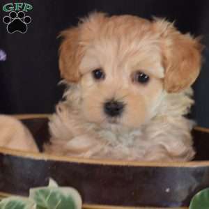 Hunter, Maltipoo Puppy