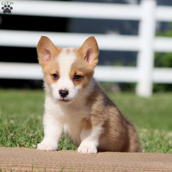 Hunter, Pembroke Welsh Corgi Puppy