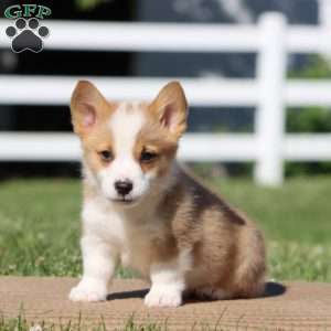 Hunter, Pembroke Welsh Corgi Puppy
