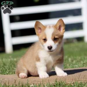 Hunter, Pembroke Welsh Corgi Puppy