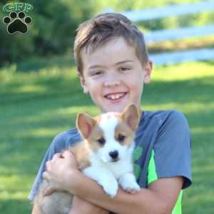 Hunter, Pembroke Welsh Corgi Puppy