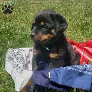 Hunter, Rottweiler Puppy