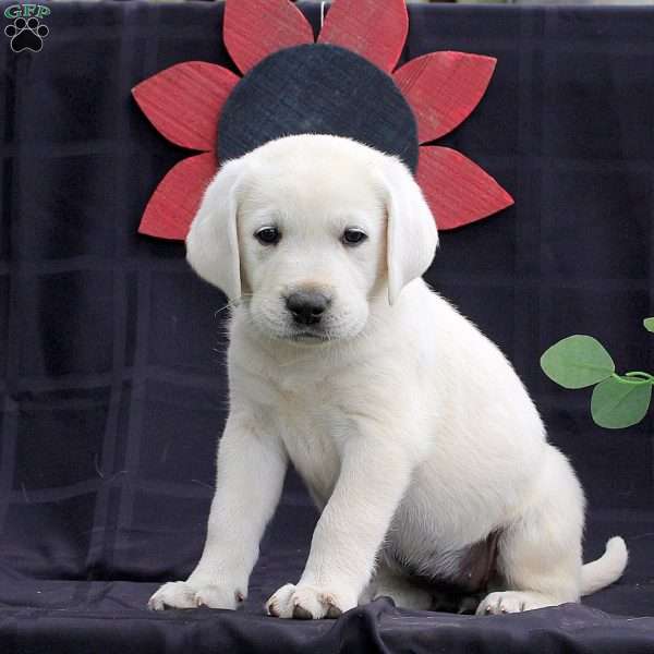 Hydrangea, Yellow Labrador Retriever Puppy