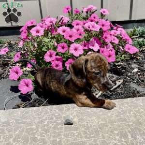 Fern, Dachshund Puppy