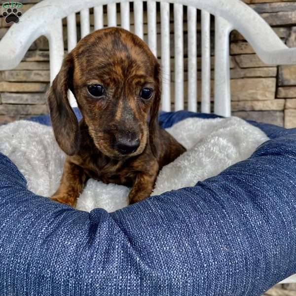 Fern, Dachshund Puppy