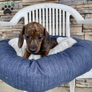 Fern, Dachshund Puppy