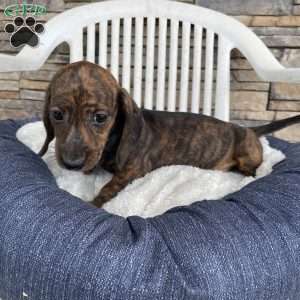 Fern, Dachshund Puppy
