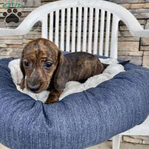 Fern, Dachshund Puppy