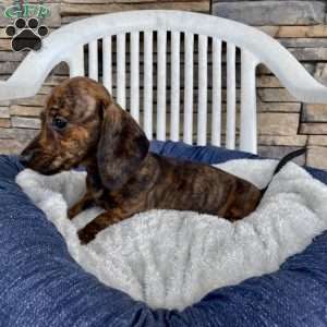 Fern, Dachshund Puppy