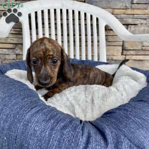 Fern, Dachshund Puppy