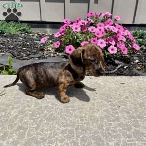Fern, Dachshund Puppy