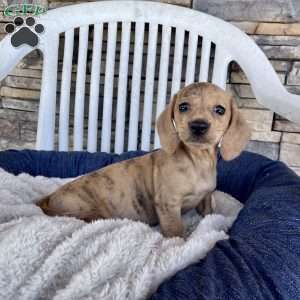 Flora, Dachshund Puppy