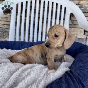 Flora, Dachshund Puppy