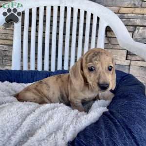 Flora, Dachshund Puppy