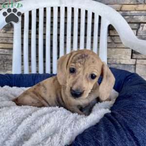 Flora, Dachshund Puppy