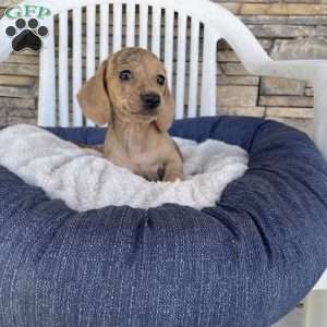 Flora, Dachshund Puppy