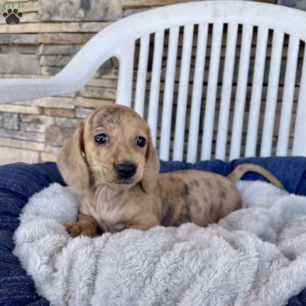 Flora, Dachshund Puppy