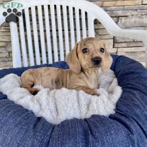 Flora, Dachshund Puppy