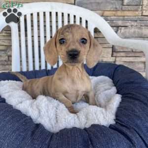 Flora, Dachshund Puppy