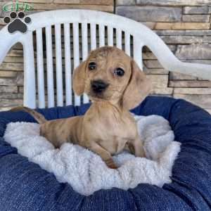 Flora, Dachshund Puppy