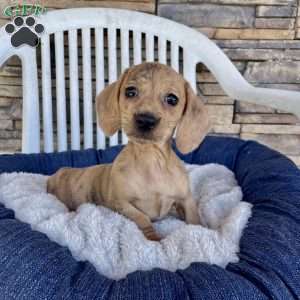 Flora, Dachshund Puppy