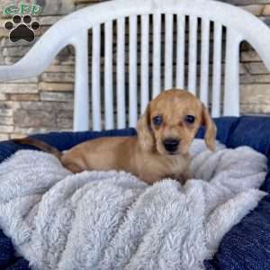 Fawn, Dachshund Puppy