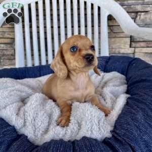 Fawn, Dachshund Puppy