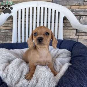 Fawn, Dachshund Puppy